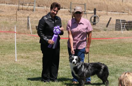 Skye winning Reserve Winners Bitch at a conformation, stockdog trial in Cayucos, CA