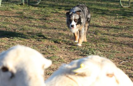 Sterling showing his keen eye holding some sheep during a sort.